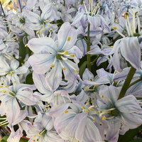 Scilla mischtschenkoana